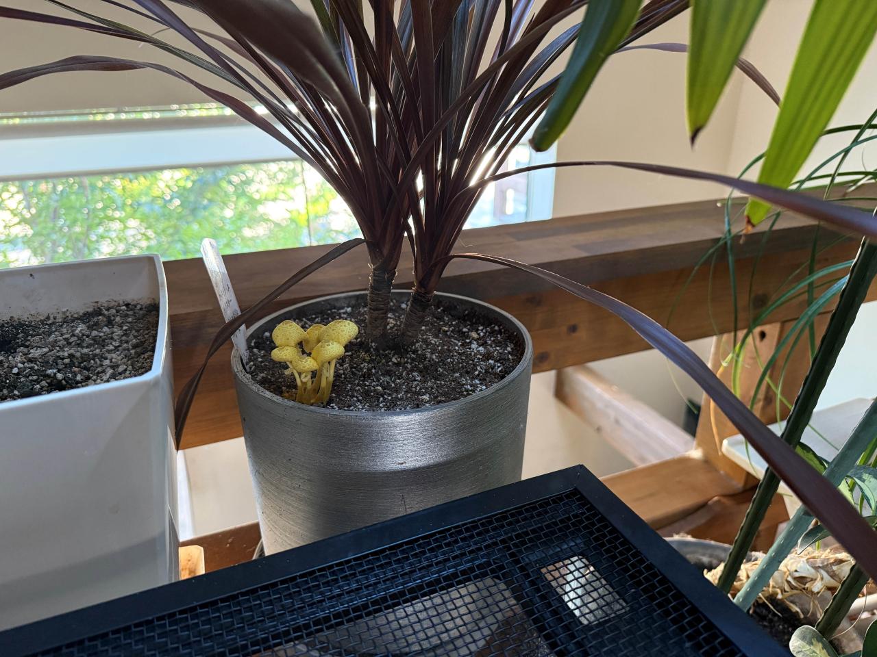観葉植物の世話をしていたら、思わぬお客さんが・・・。