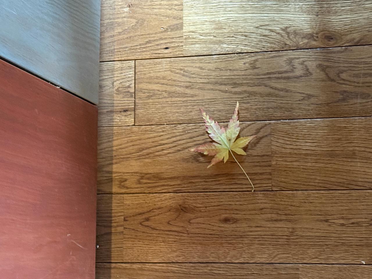 季節、迷子?ひと月遅れの紅葉が玄関にやって来た日