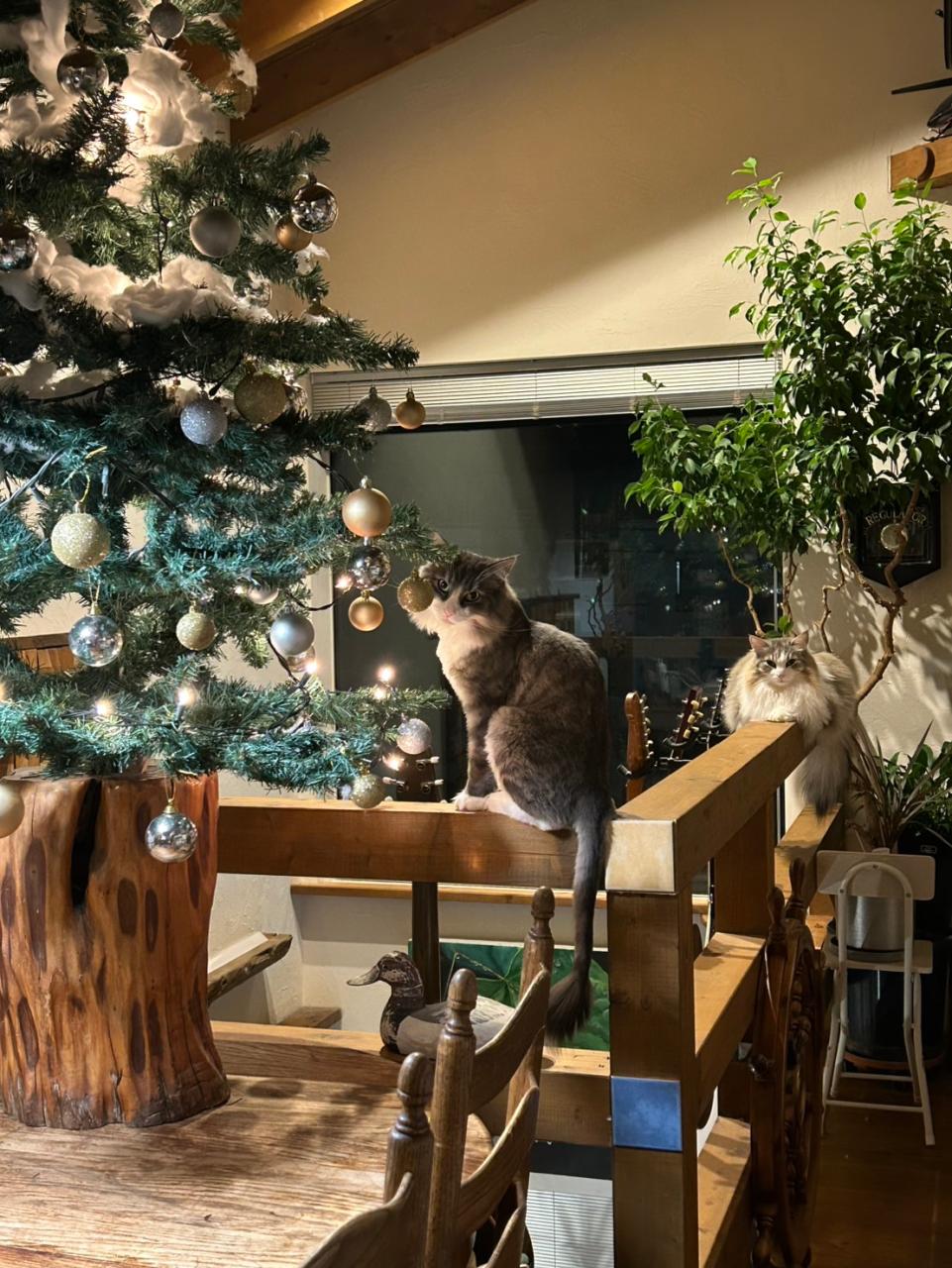 ツリーと猫と年の瀬の夜